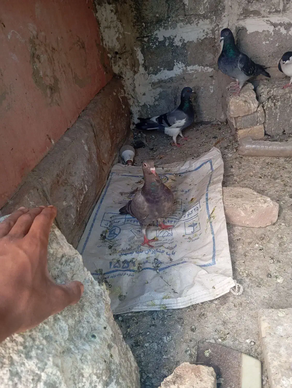 کفتر|پرنده|شیروان (خراسان), |دیوار