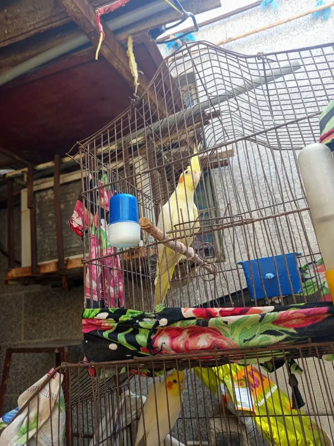 طوطی ماده لونتیو|پرنده|بندر ماهشهر, |دیوار