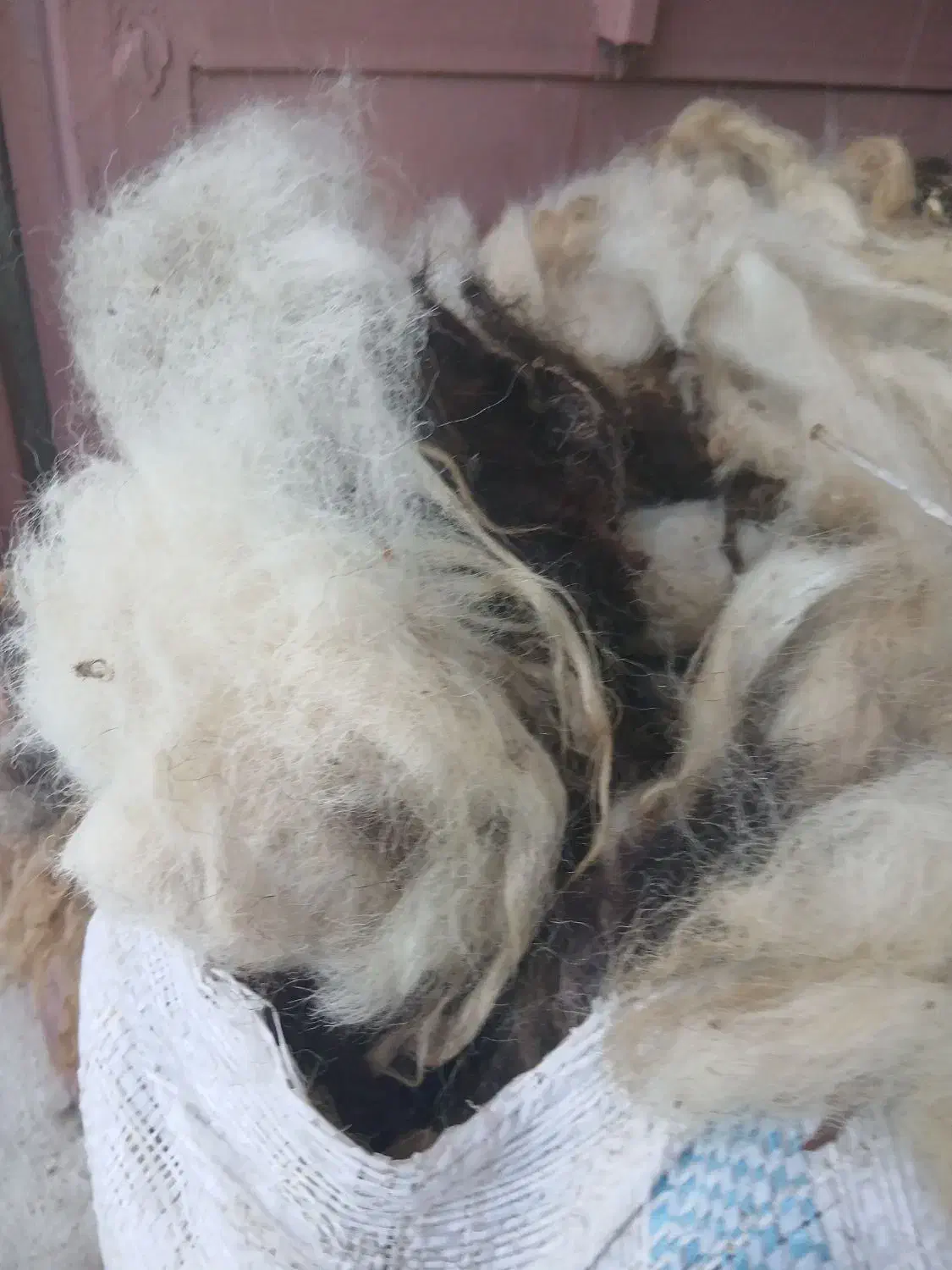 پشم گوسفندی پاییزه اعلا|عمدهفروشی|سنگر, |دیوار