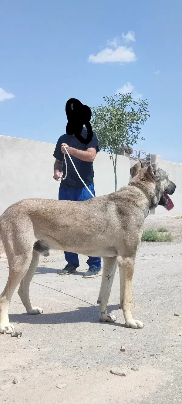 توله سرابی اصیل، افغان پژدر|سگ|کرمان, |دیوار