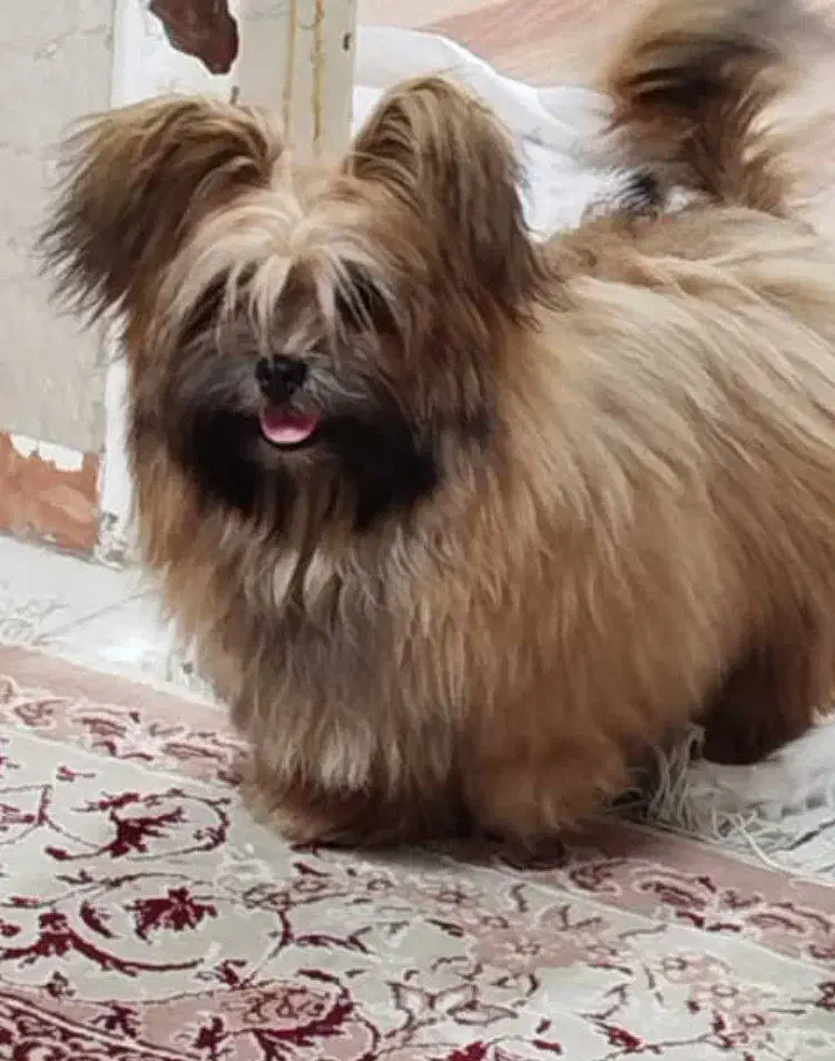 توله ۷ ماهه|سگ|تهران, منیریه|دیوار