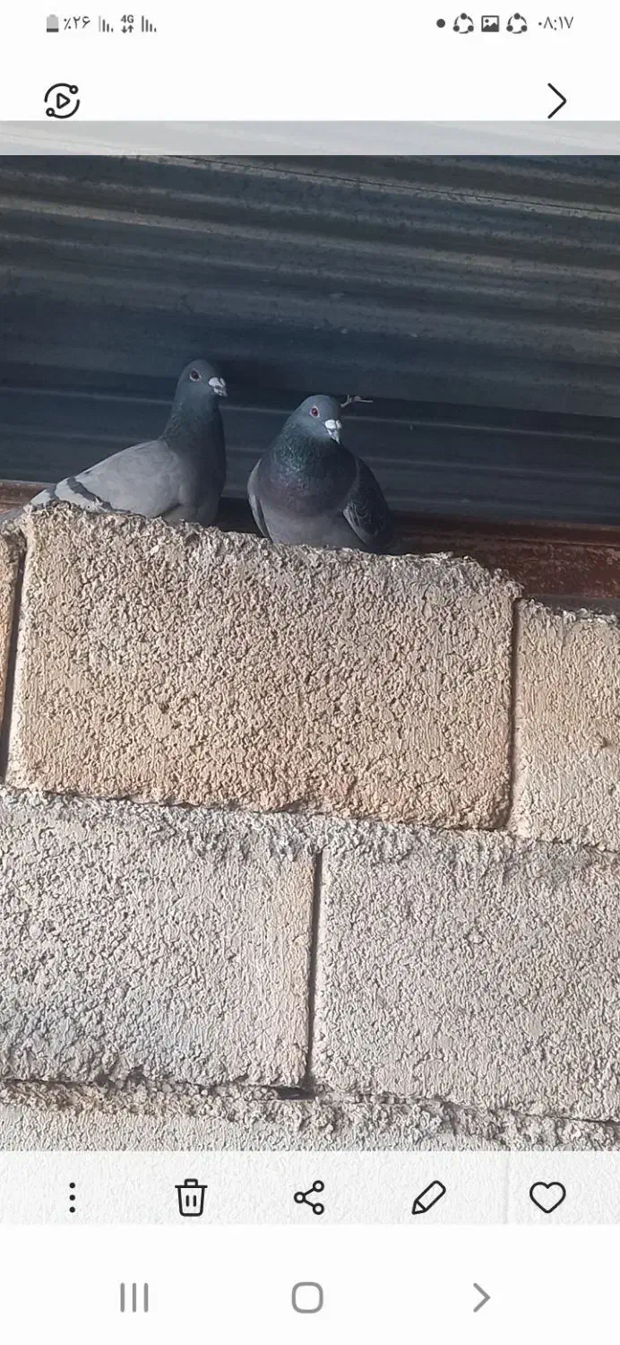 کبوتر پلاکی|پرنده|چگنی, |دیوار