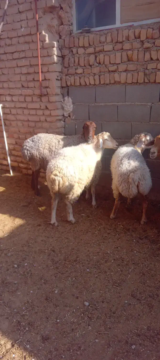 میش داشتی و بره نر پای پروار|حیوانات مزرعه|اسفراین, |دیوار