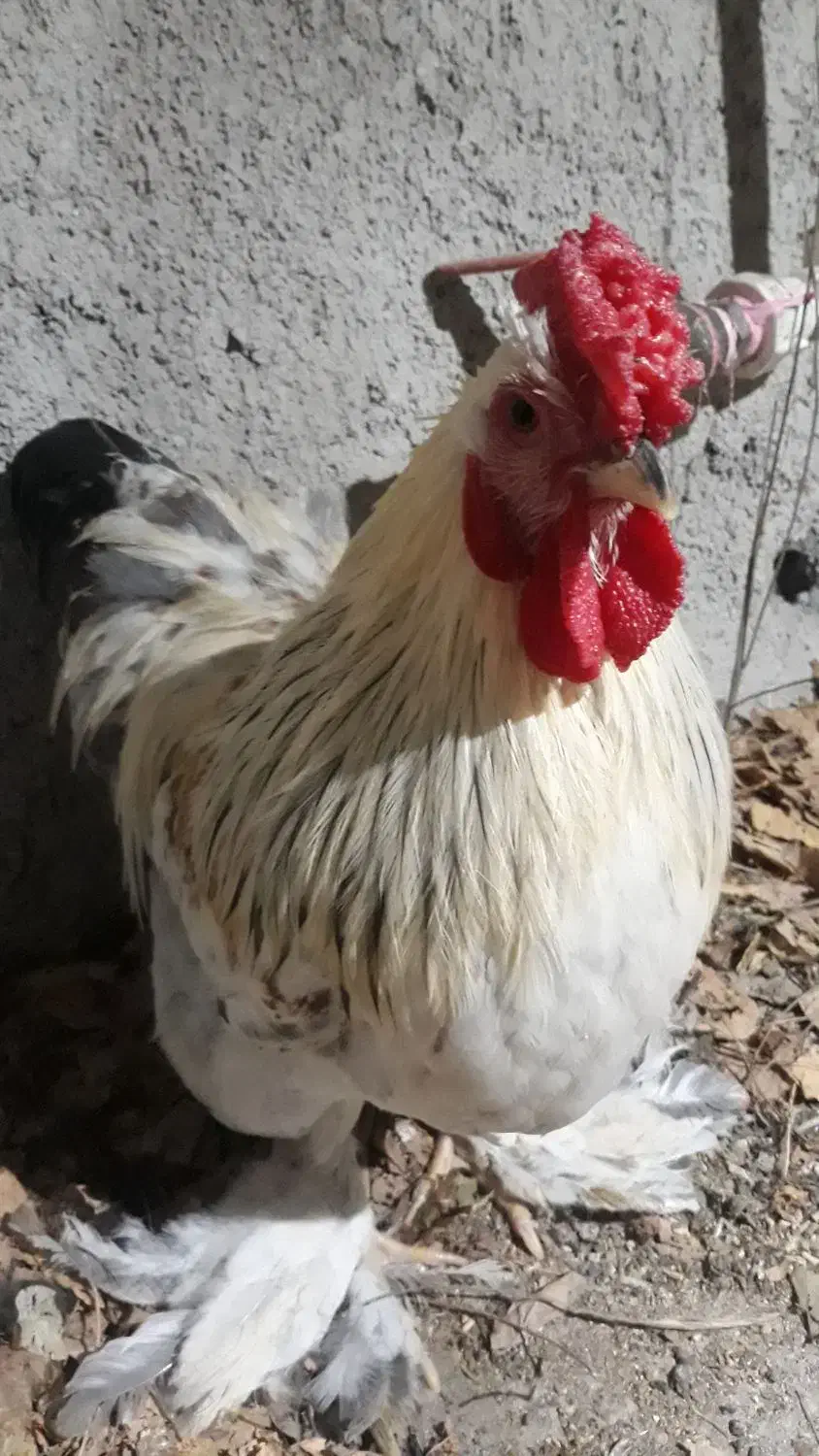 خروس کوشین وخروس امریگایی|حیوانات مزرعه|قائمشهر, |دیوار