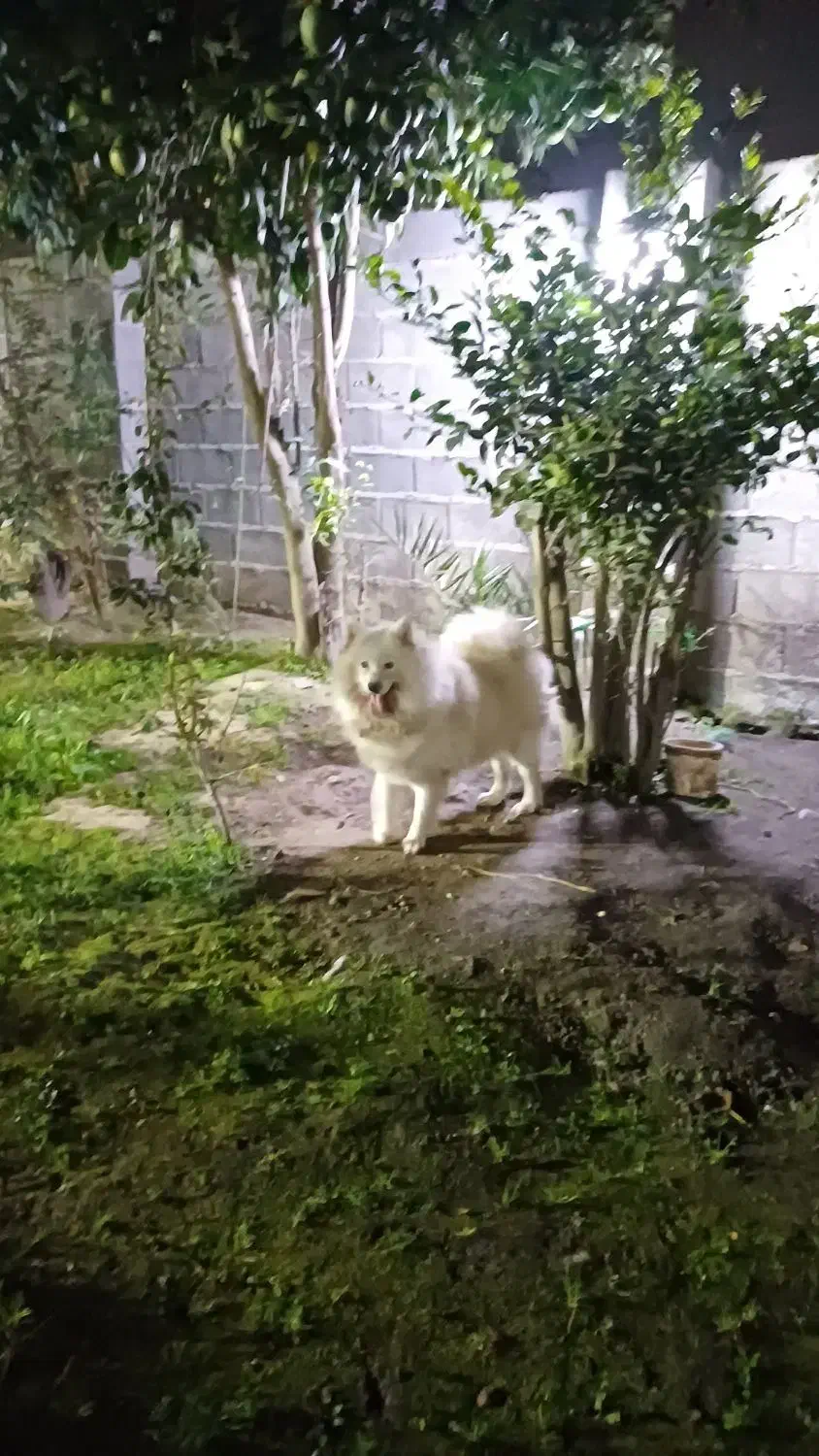 سگ سامویید|سگ|رشت, جانبازان|دیوار