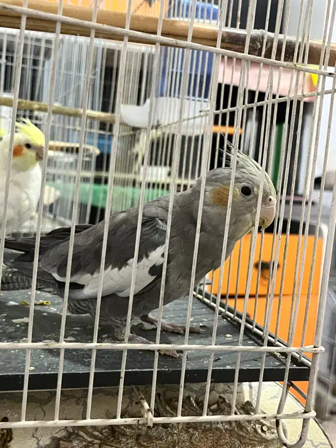 جوجه عروس هلندی سخنگو|پرنده|اهواز, منازل کارون|دیوار