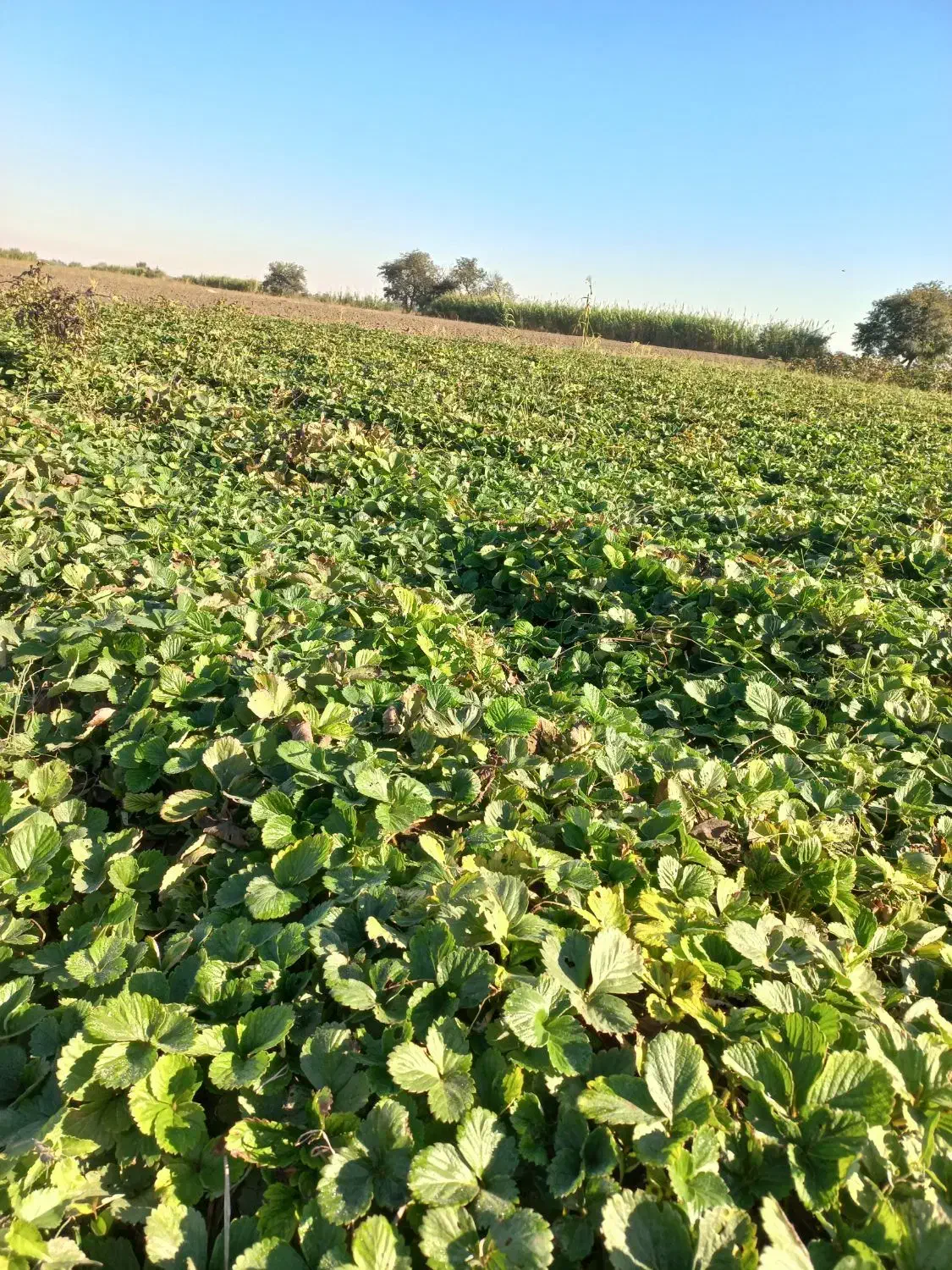 باغبانی|خدمات باغبانی و درختکاری|خان ببین, |دیوار