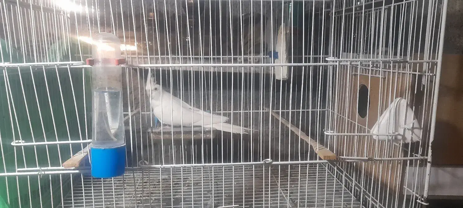 عروس هلندی نر|پرنده|علیآباد کتول, |دیوار