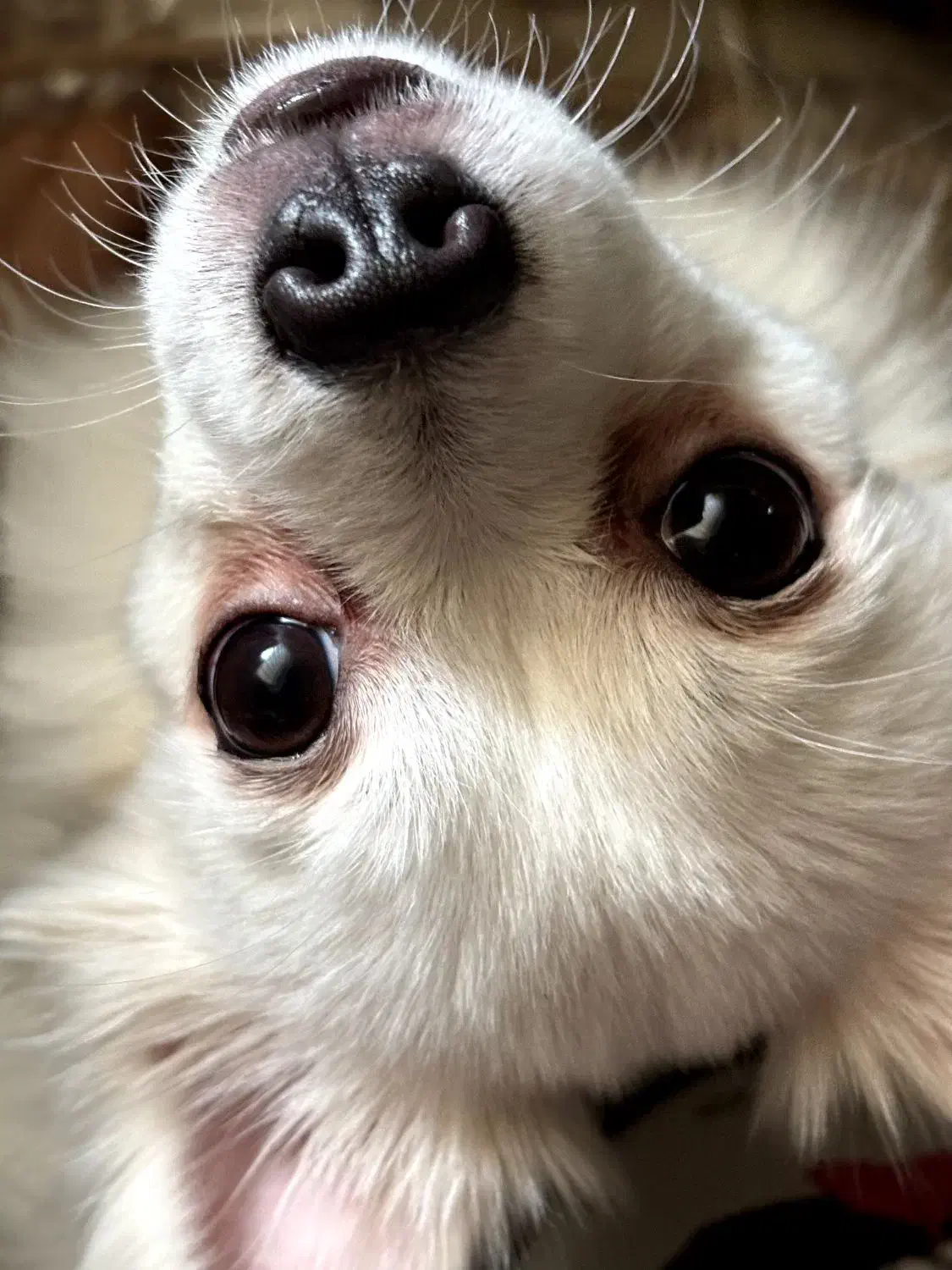 واگذاری سگ|سگ|بندرعباس, |دیوار