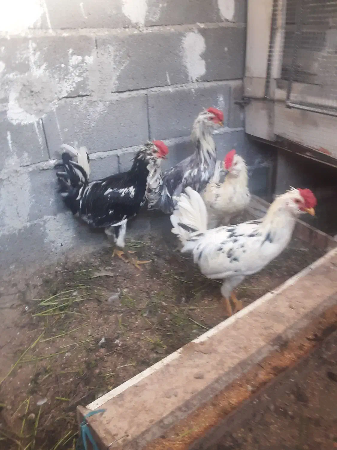 خروسمرغ فروشی گلین چهل تاج ریشو پردیس جاجرود|حیوانات مزرعه|جاجرود, |دیوار