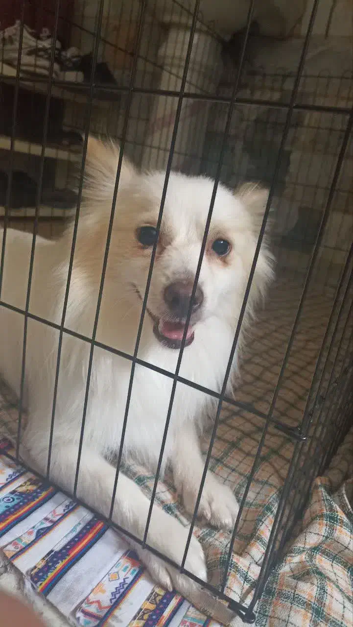 سگ خانگی|سگ|قم, لسانی|دیوار