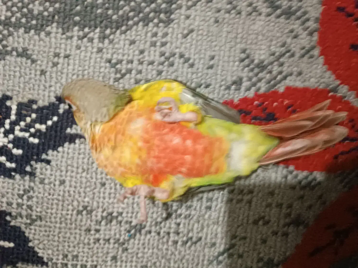 گرین چیک سوپر رد عروس هلندی|پرنده|مشهد, ابوذر|دیوار