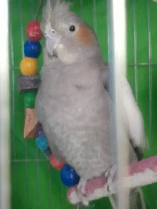 عروس هلندی جفت|پرنده|سبزوار, زینبیه|دیوار