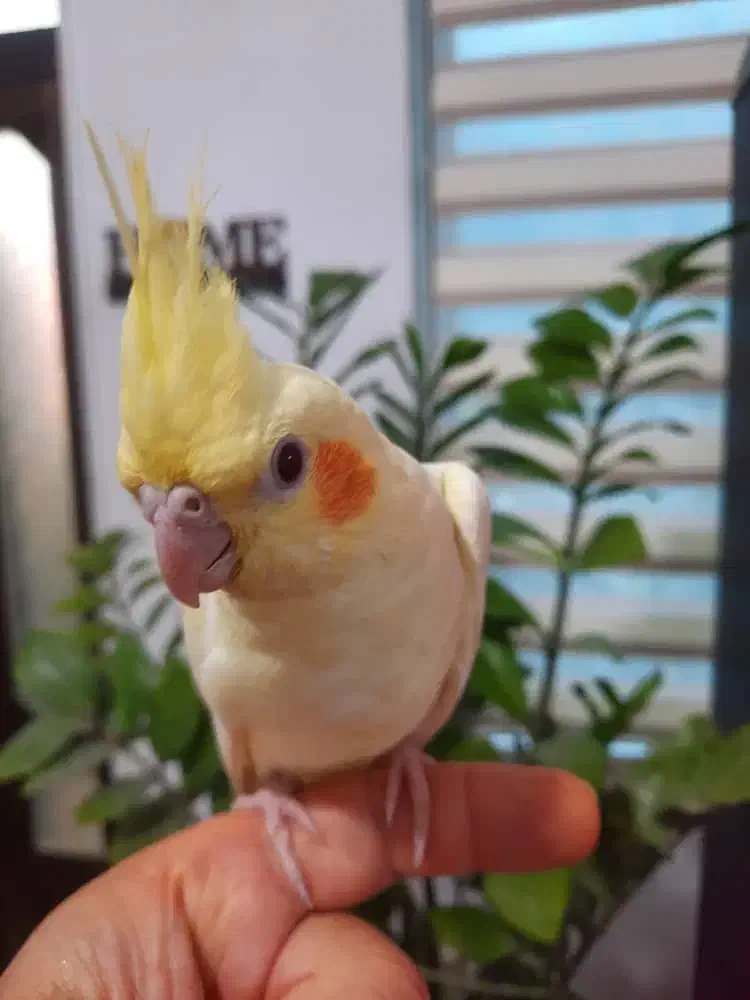 عروس هلندی خانگی|پرنده|بندر انزلی, زنبق|دیوار