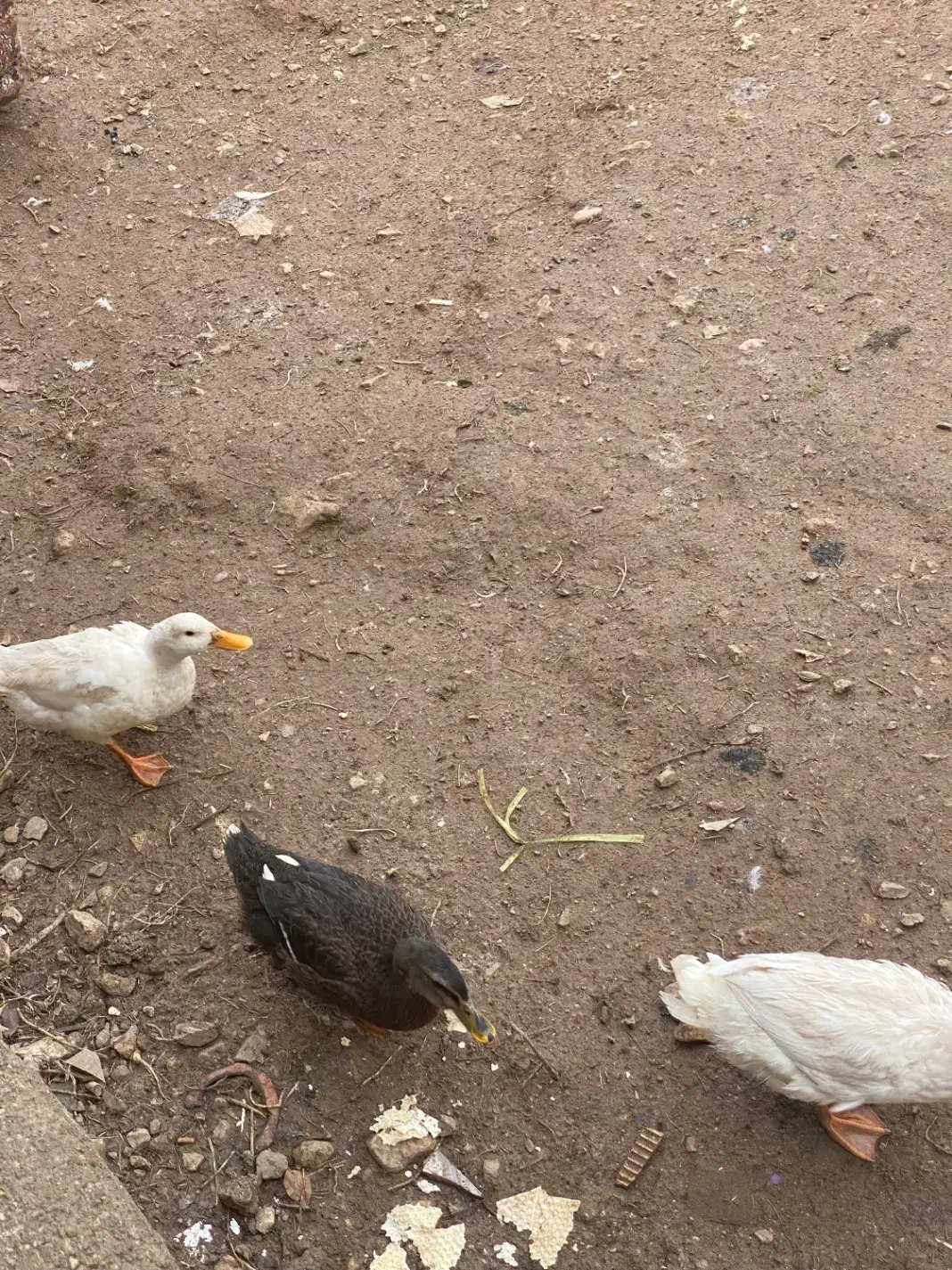 سه تا اردک|حیوانات مزرعه|جوانرود, |دیوار