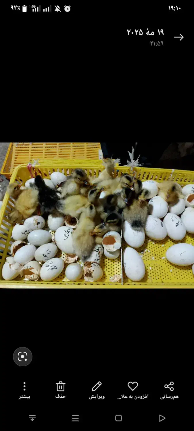 خدمات دستگاه جوجه کشی|حیوانات مزرعه|ایواوغلی, |دیوار