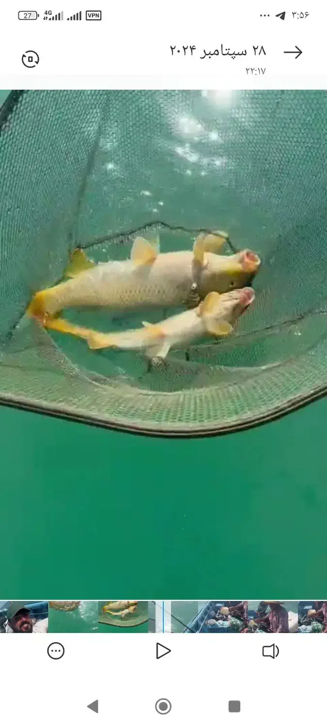 اجاره قایق برا ماهیگیری لنسر|قایق و سایر وسایل نقلیه|ساری, |دیوار