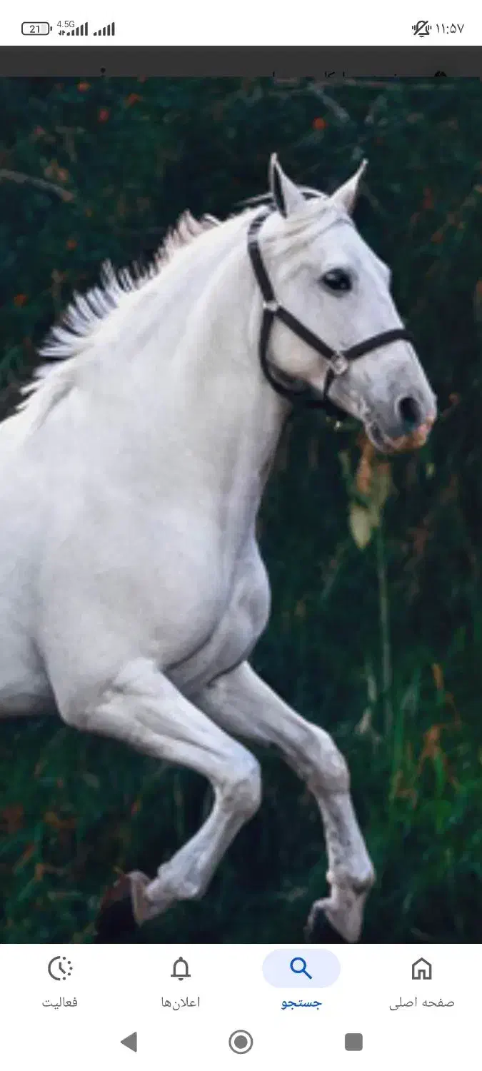 اسب اصیل کرد|اسب و تجهیزات اسب‌سواری|سنندج, |دیوار