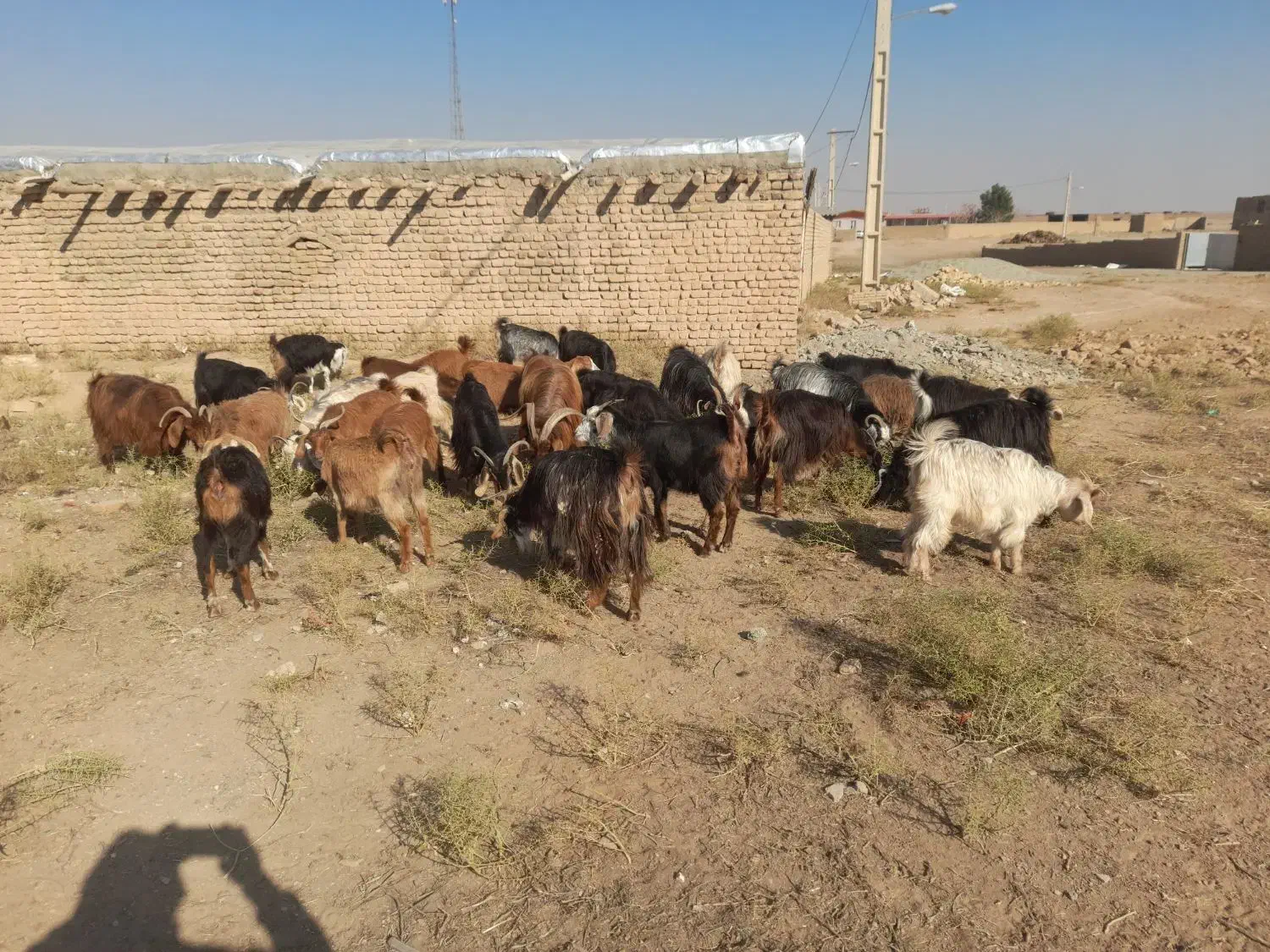 بز نر و ماده آبستن|حیوانات مزرعه|تنکمان, |دیوار