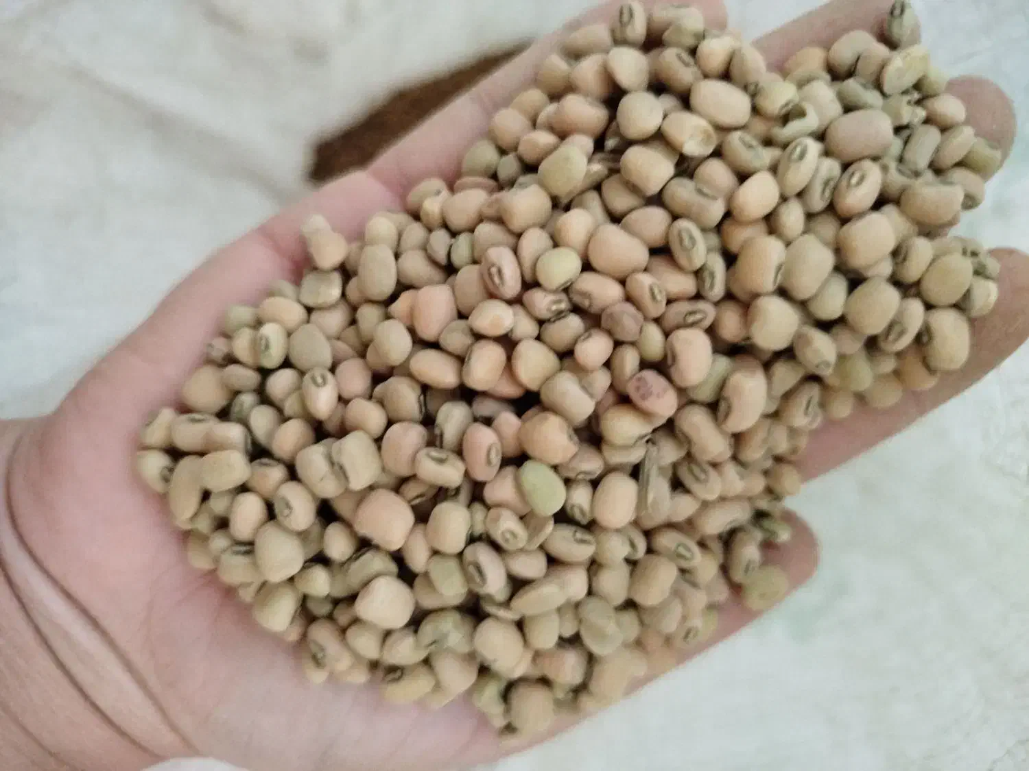 لوبیا آشی ریزه|خوردنی و آشامیدنی|دره شهر, |دیوار