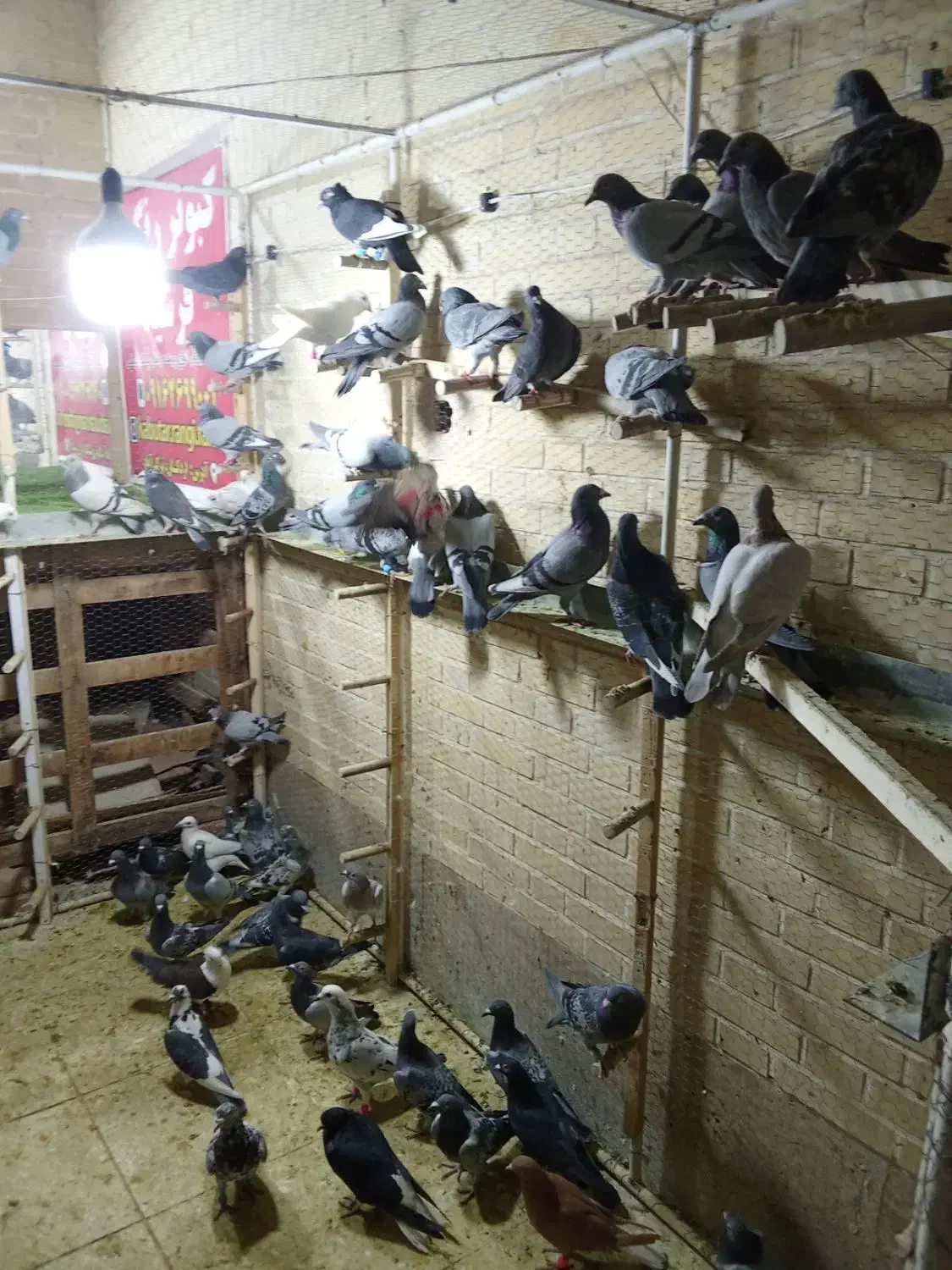 کبوتر جدید رسید همش ب ضمانت پرش|پرنده|اردکان, |دیوار