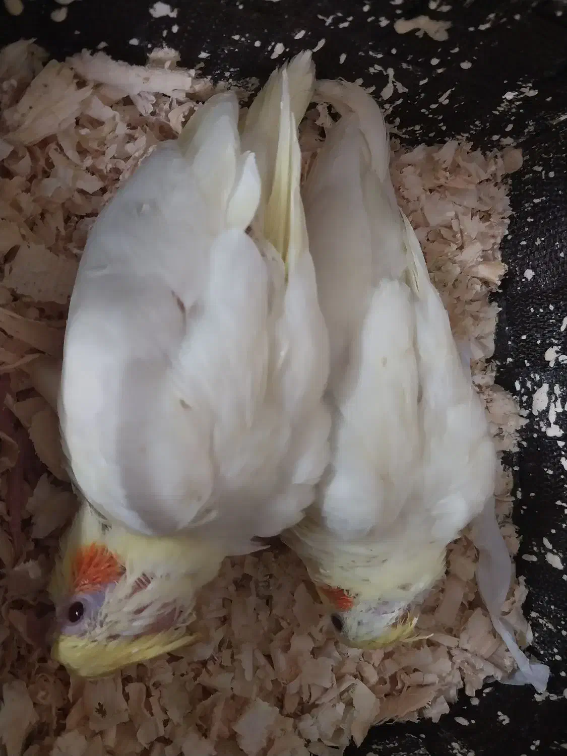 فروش|پرنده|تهران, خرمشهر|دیوار