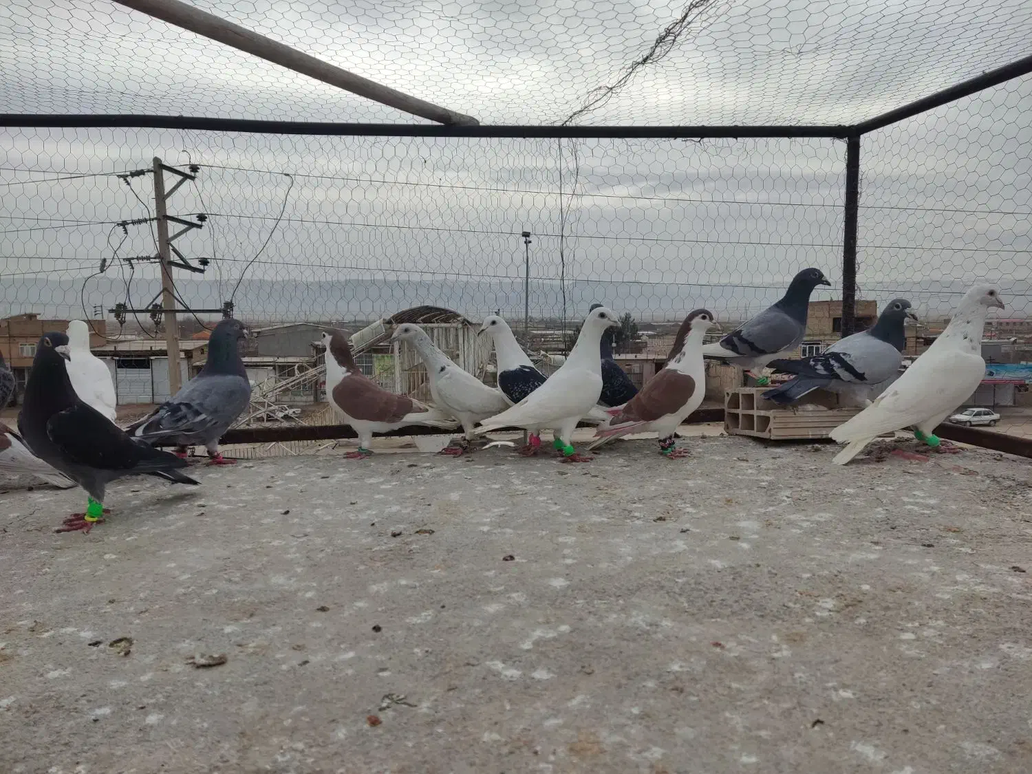 کفتربوم|پرنده|سیدآباد, |دیوار