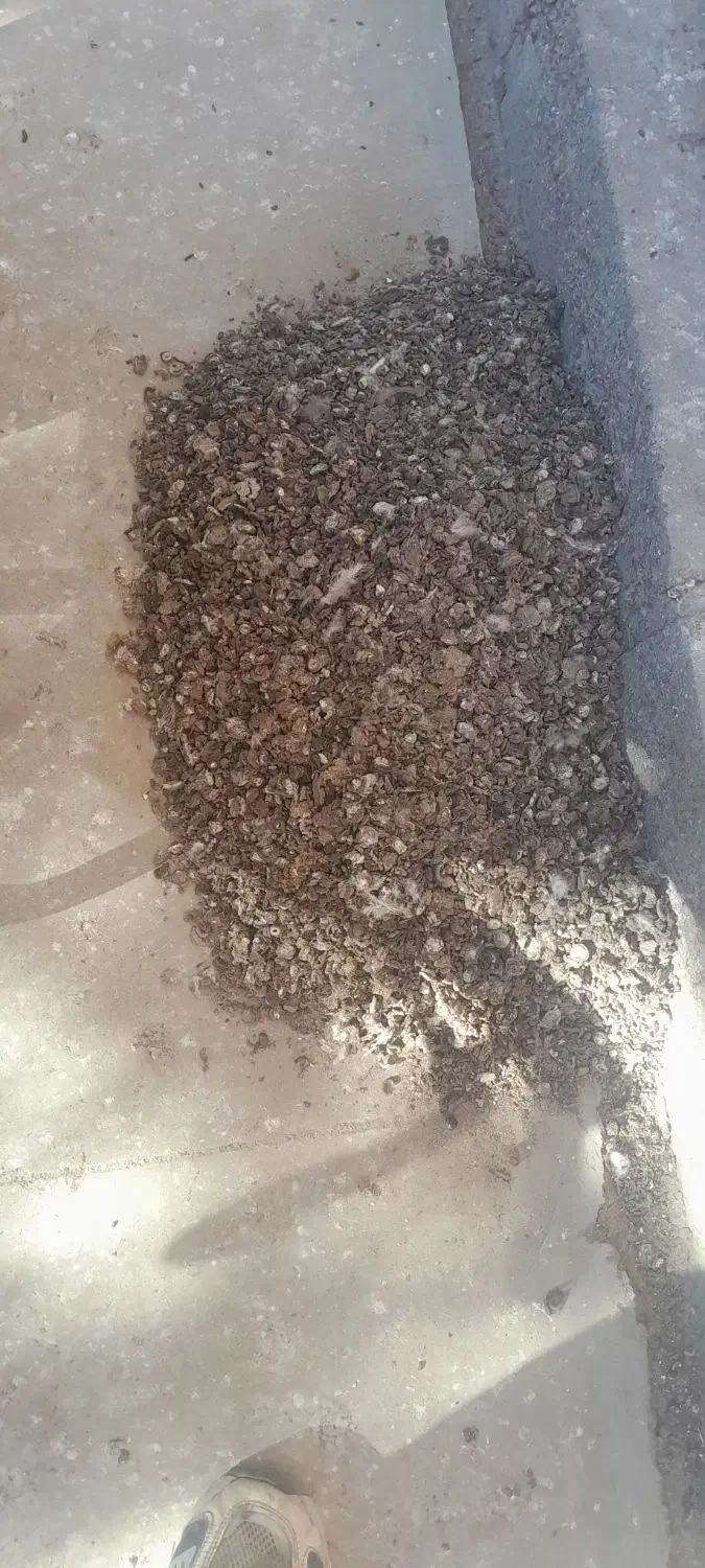 زل کبوتر|خزنده|همدان, |دیوار