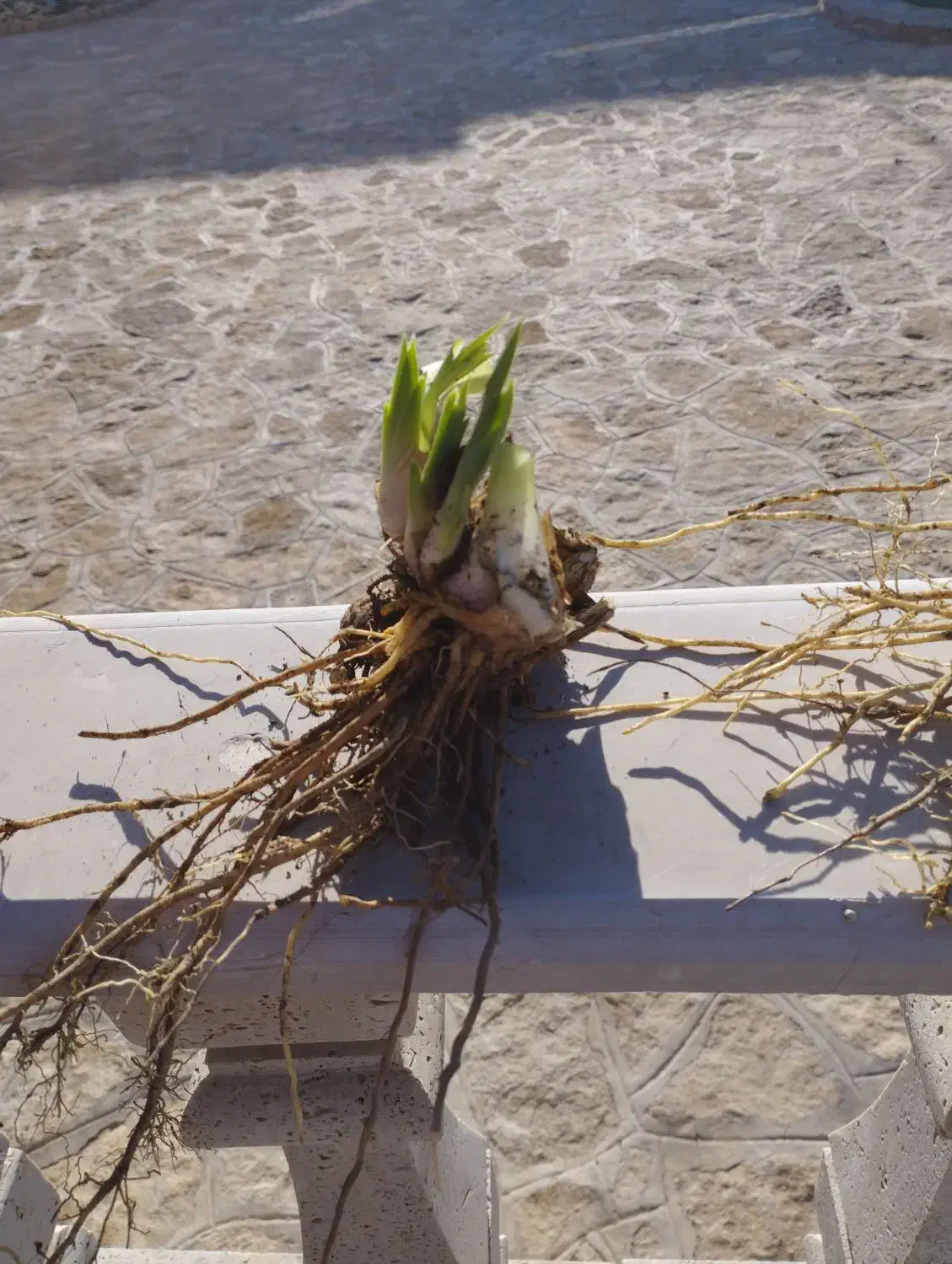 گل زنبق|گل و گیاه طبیعی|مشهد, کارگران|دیوار