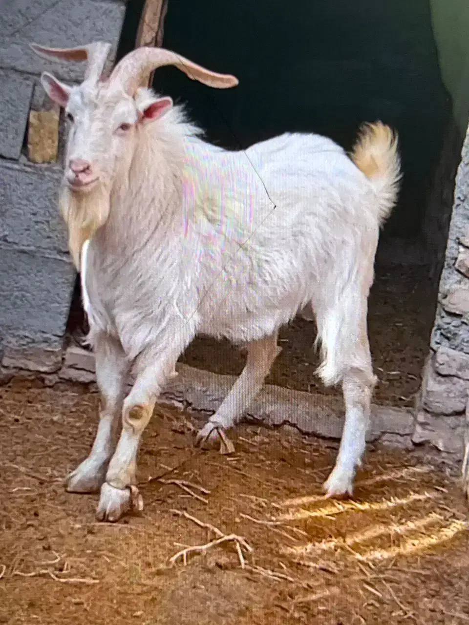 سانن|حیوانات مزرعه|سرخس, |دیوار