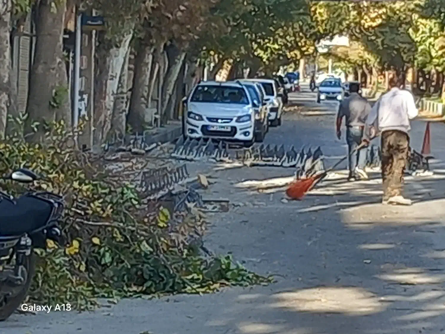 هرس و شاخه های اضافی درخت و مو انگور|خدمات باغبانی و درختکاری|بروجرد, |دیوار