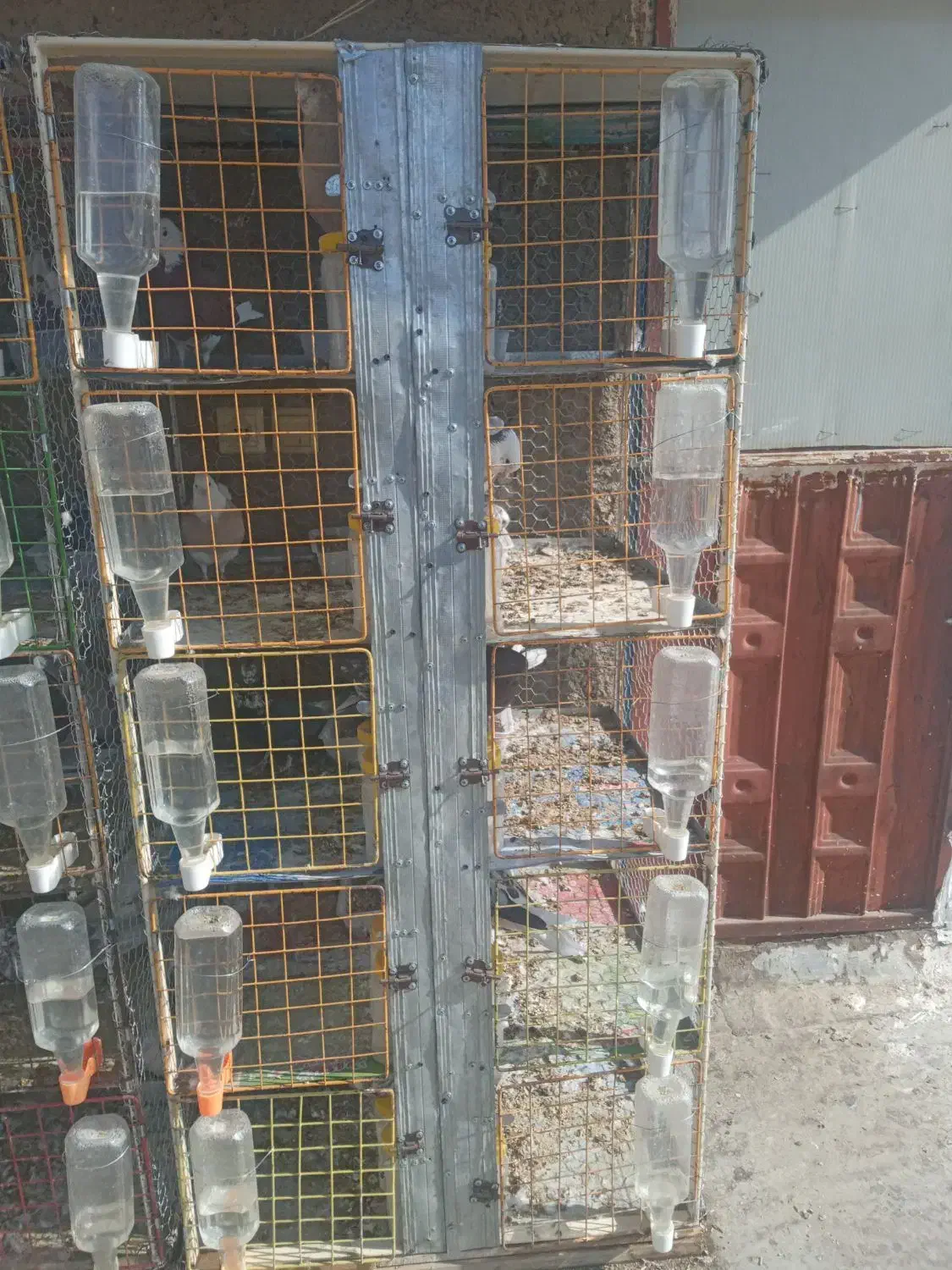 کبوتر ..جفت کن|پرنده|برخوار, |دیوار