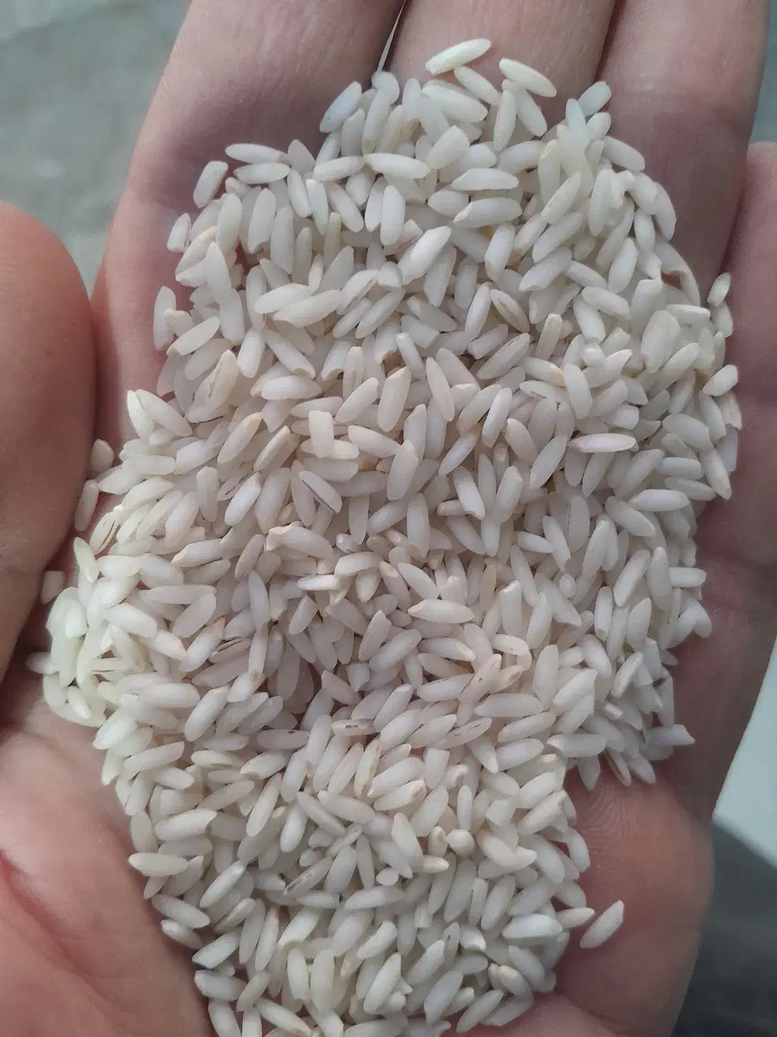 برنج طارم فجر. خوشپخت. هاشمی|عمده‌فروشی|نسیم‌شهر, |دیوار