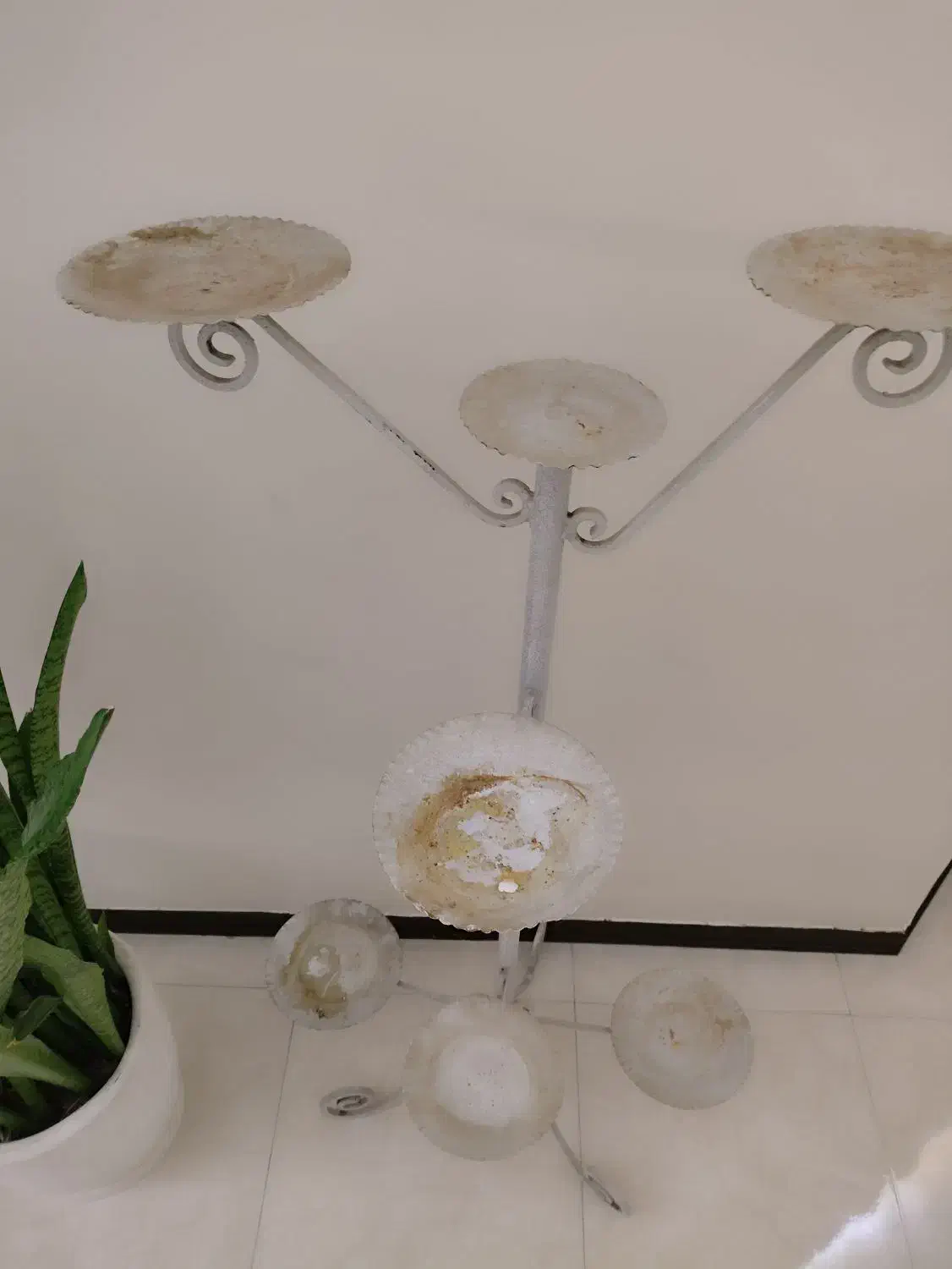 فرفوژه گلدان گل|گل و گیاه طبیعی|فردیس, قریشی|دیوار