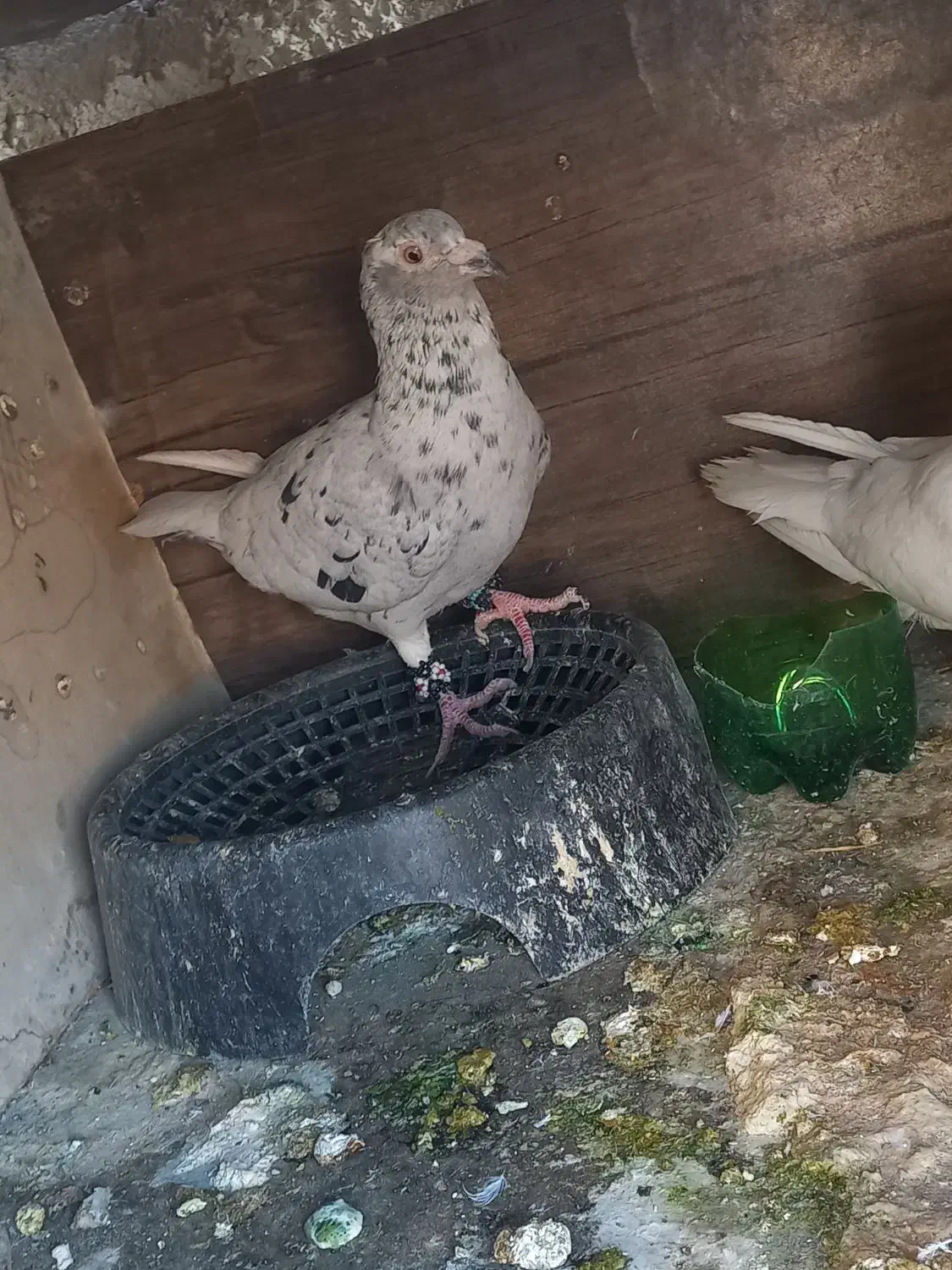 کبوتر|پرنده|دهلران, |دیوار