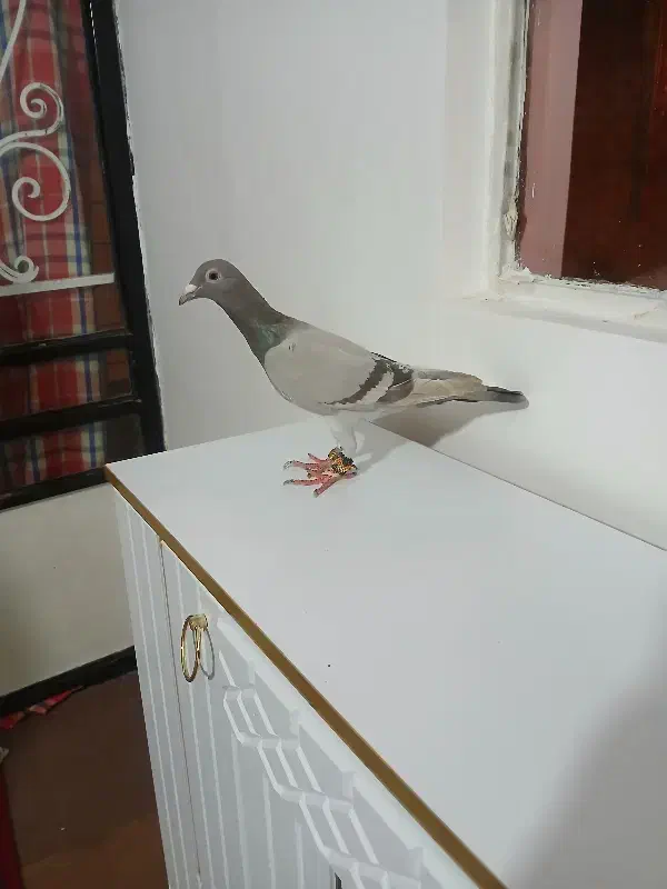 هفرنگ خطی|حیوانات|تاکستان, |دیوار