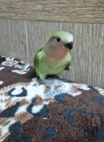 کوتوله ۴۰ روزه|پرنده|قم, حنیف نژاد|دیوار