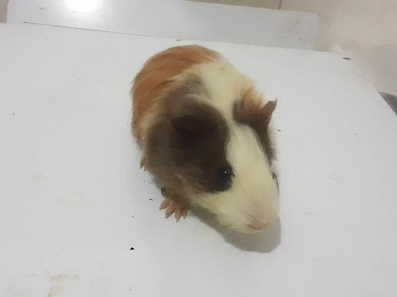 فروش فوری خوکچه هندی|موش و خرگوش|رامسر, |دیوار