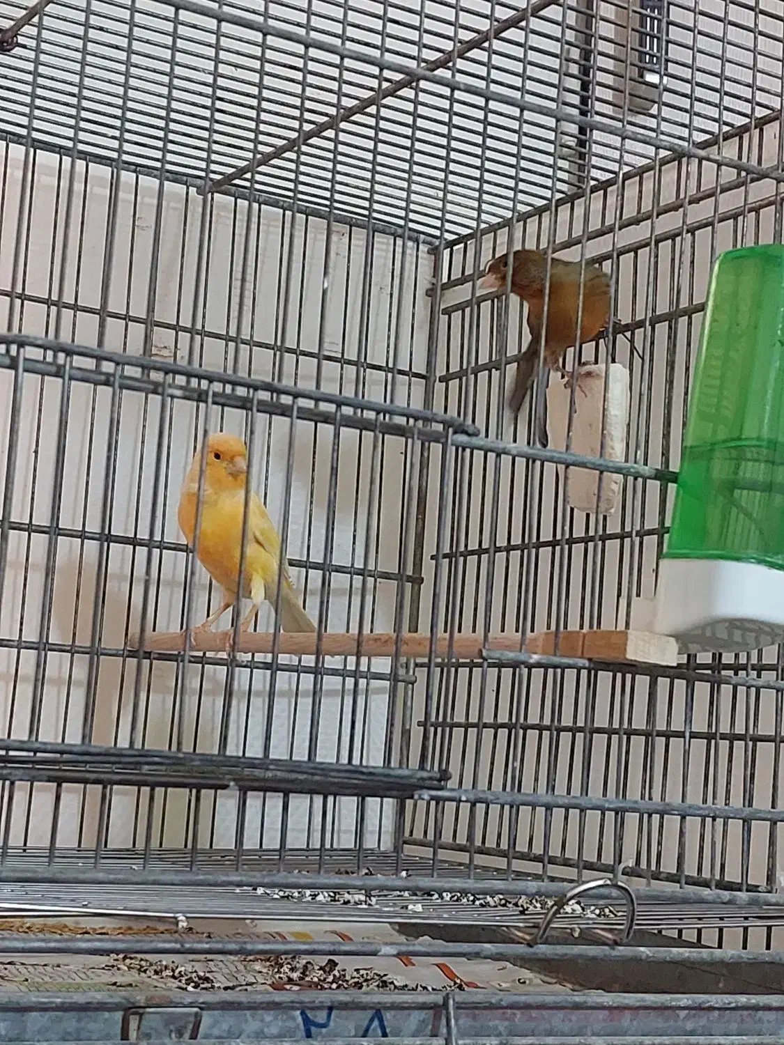 فروش قناری جفت خورده|پرنده|الوند, |دیوار