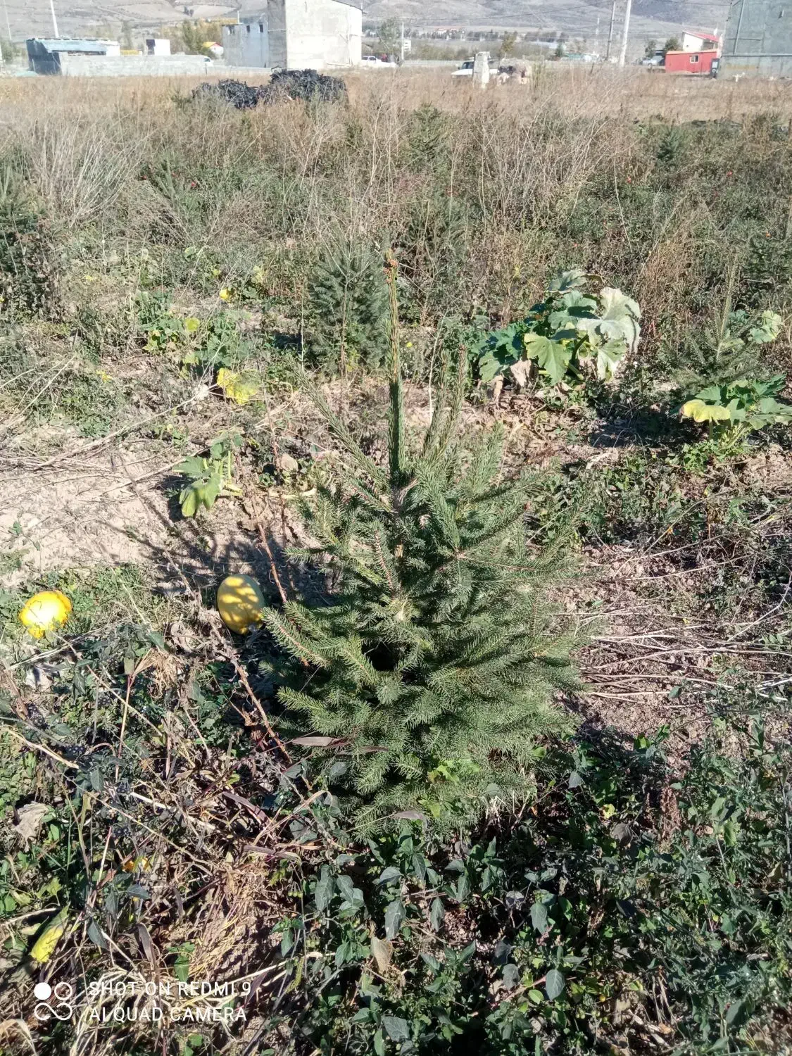 خدمات. فروش نهال کاج نئول ۴۰۰ اصله یک متری|گل و گیاه طبیعی|کیاسر, |دیوار