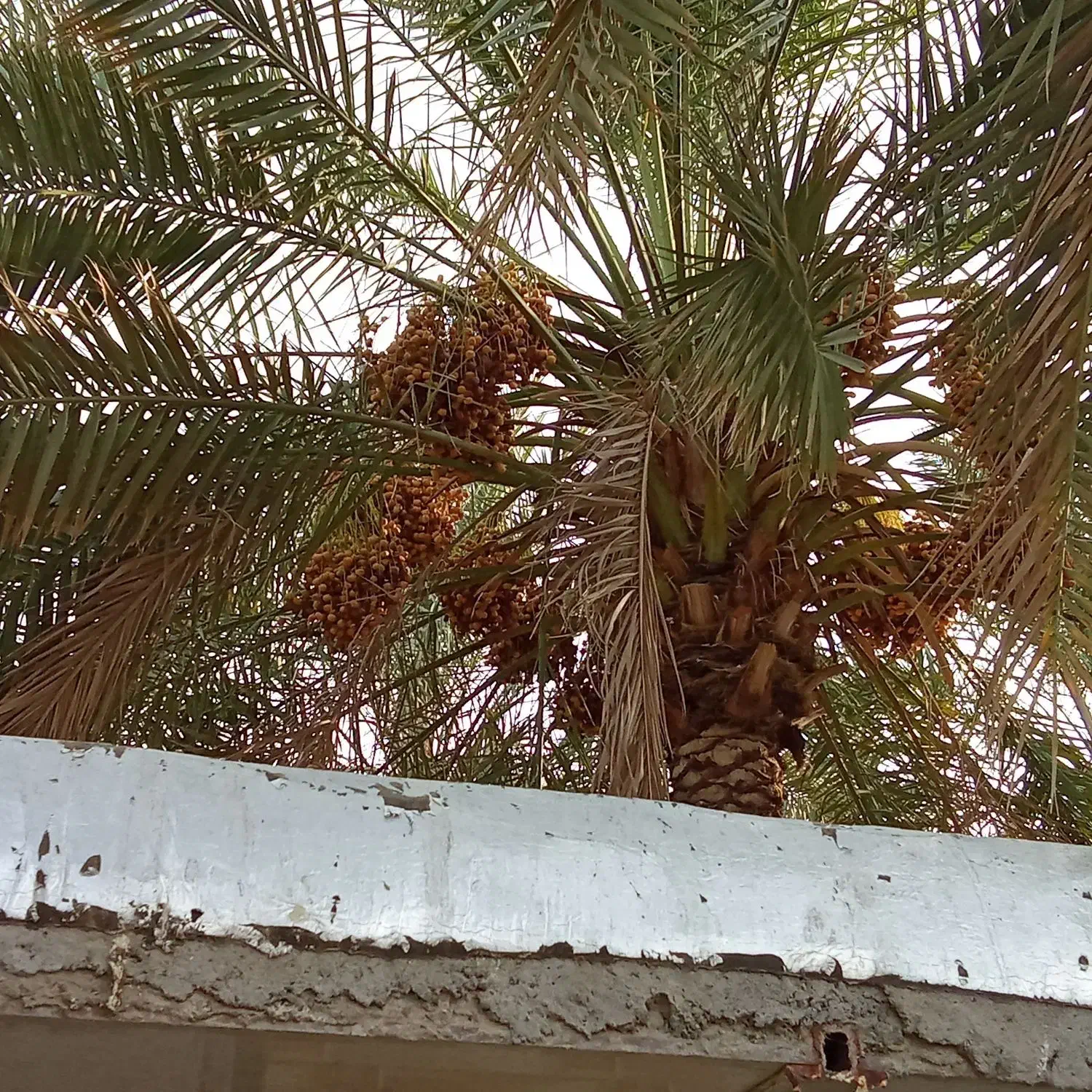 درخت سلینک|فعالیت داوطلبانه|اسماعیلی, |دیوار