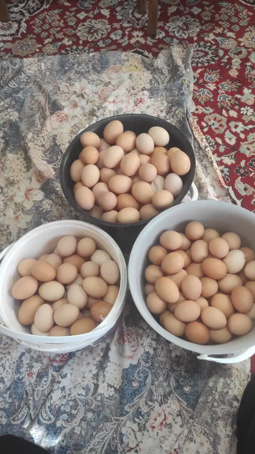 تخم مرغ محلی|خوردنی و آشامیدنی|زنجان, |دیوار