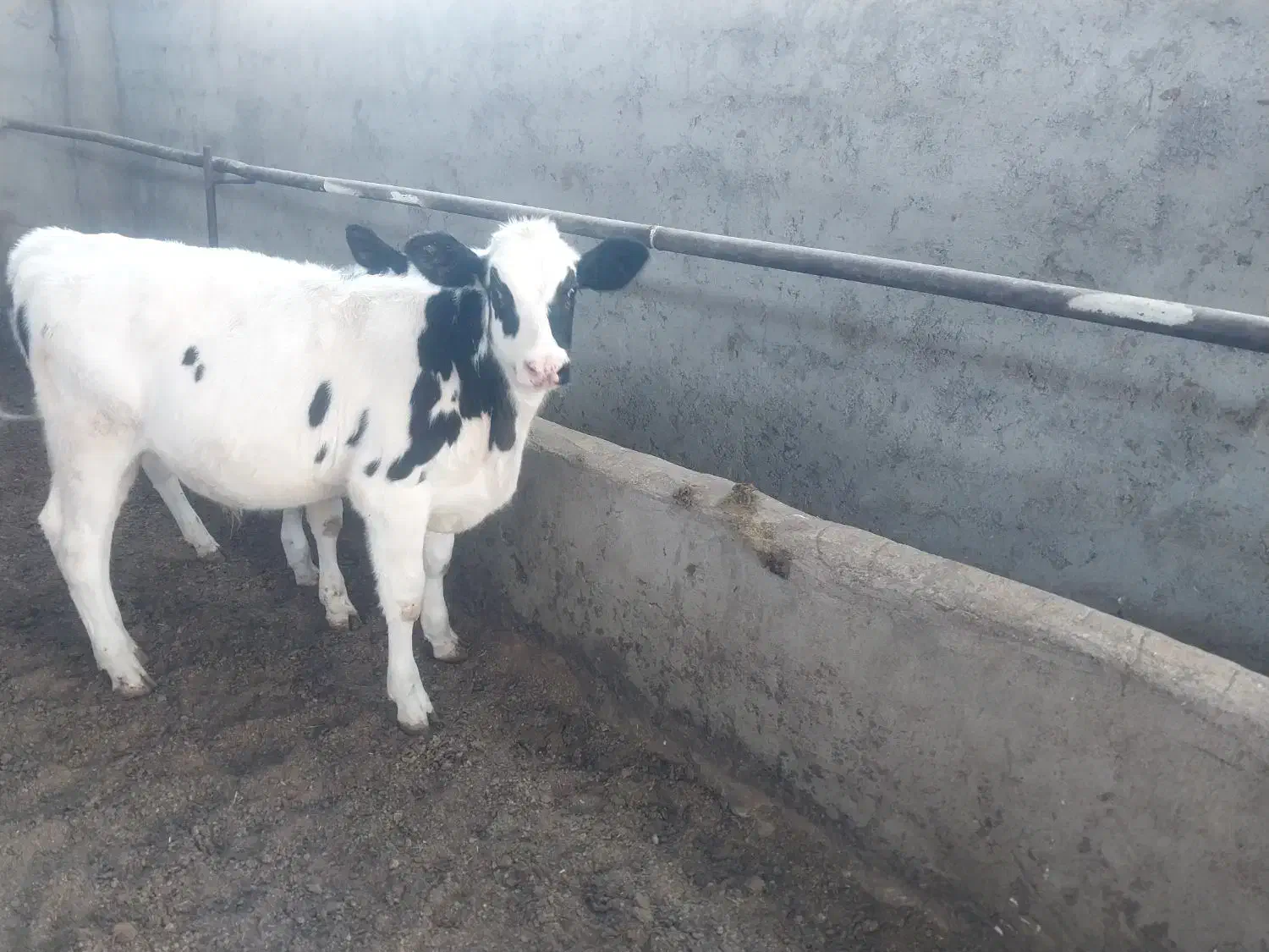 گوساله نرفرمولی|حیوانات مزرعه|سیرجان, |دیوار