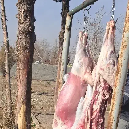 گوسفند فروشی|حیوانات مزرعه|کوهسار (البرز), |دیوار