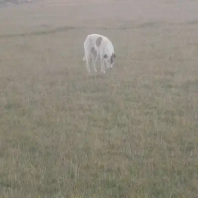 توله سگ|سگ|اردبیل, |دیوار