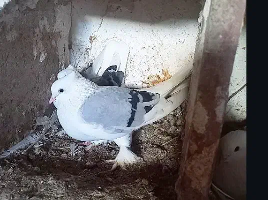 سوز نر|پرنده|بوشهر, |دیوار