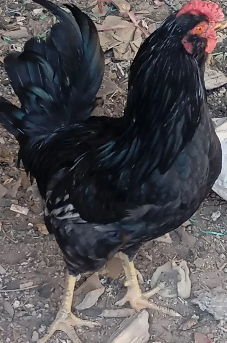 خروس گلین مشکلی|حیوانات مزرعه|الوند, |دیوار