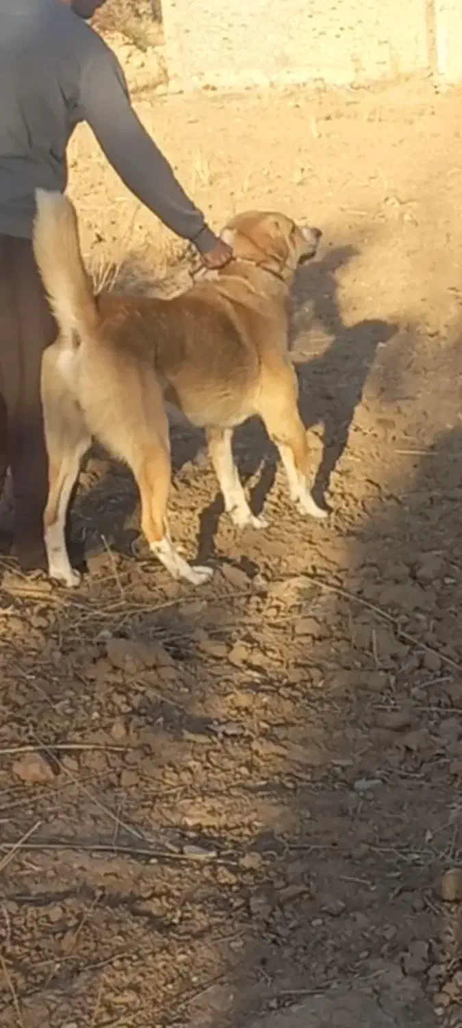 واگذاری سگ|سگ|شاهین دژ, |دیوار