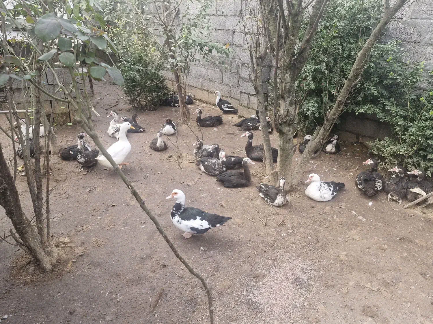 اردک|پرنده|کوچصفهان, |دیوار