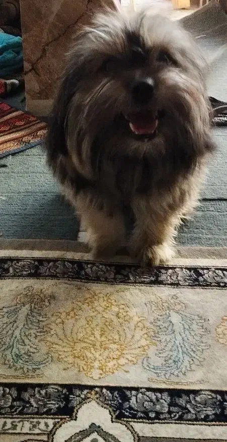 پت شیتزو پامر 8ماهه نر تربیت شده فی2|سگ|گلستان (تهران), |دیوار